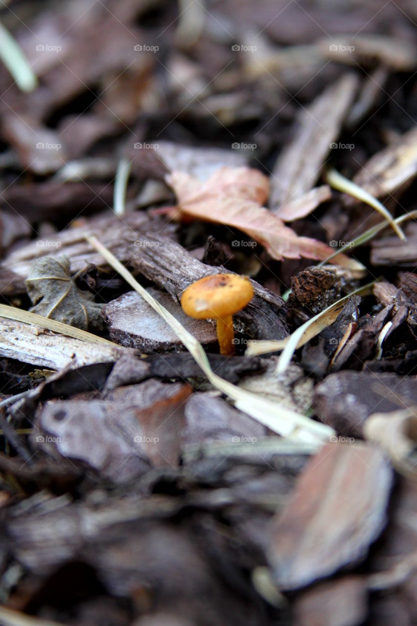 mushroom in mulch.