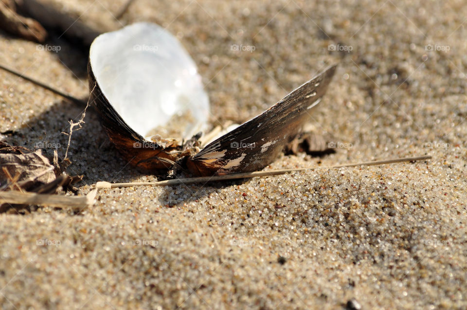 seashell on the beach of the Baltic sea coast in Poland