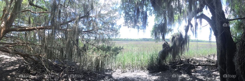 Spanish moss frames a view of a salt marsh in Georgia.
