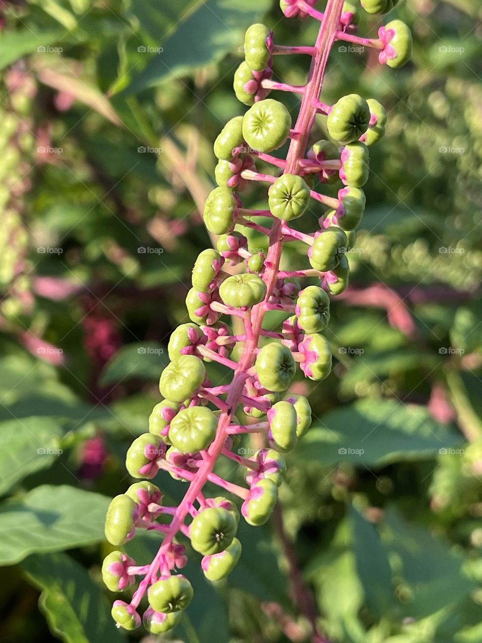 Pokeweed 