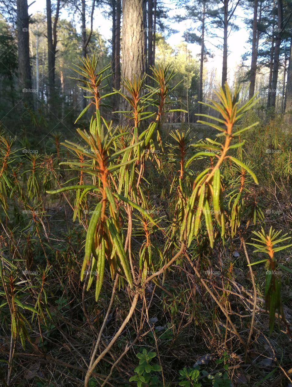 богульник болотный весной. Rhododendron tomentosum.