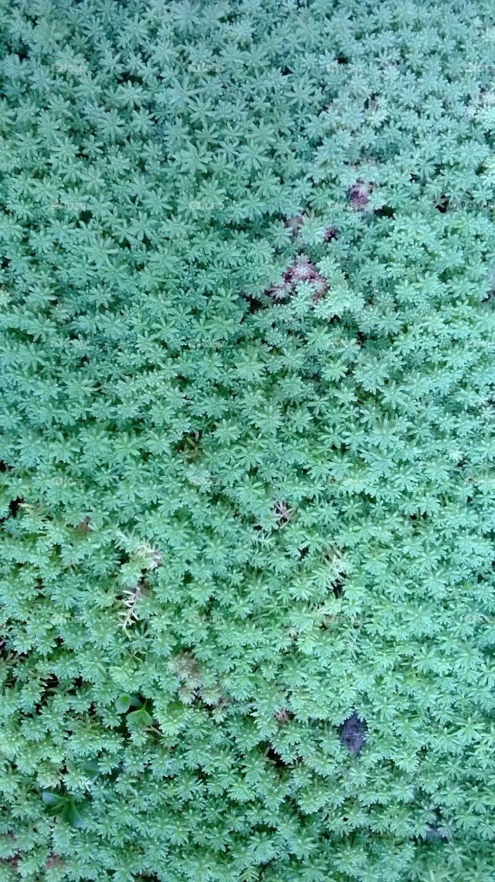 flower print country house little forest by mariyasakharova