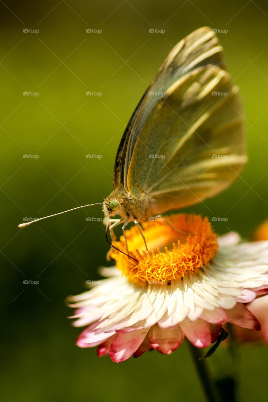 butterfly and the flower a perfect interdependence.