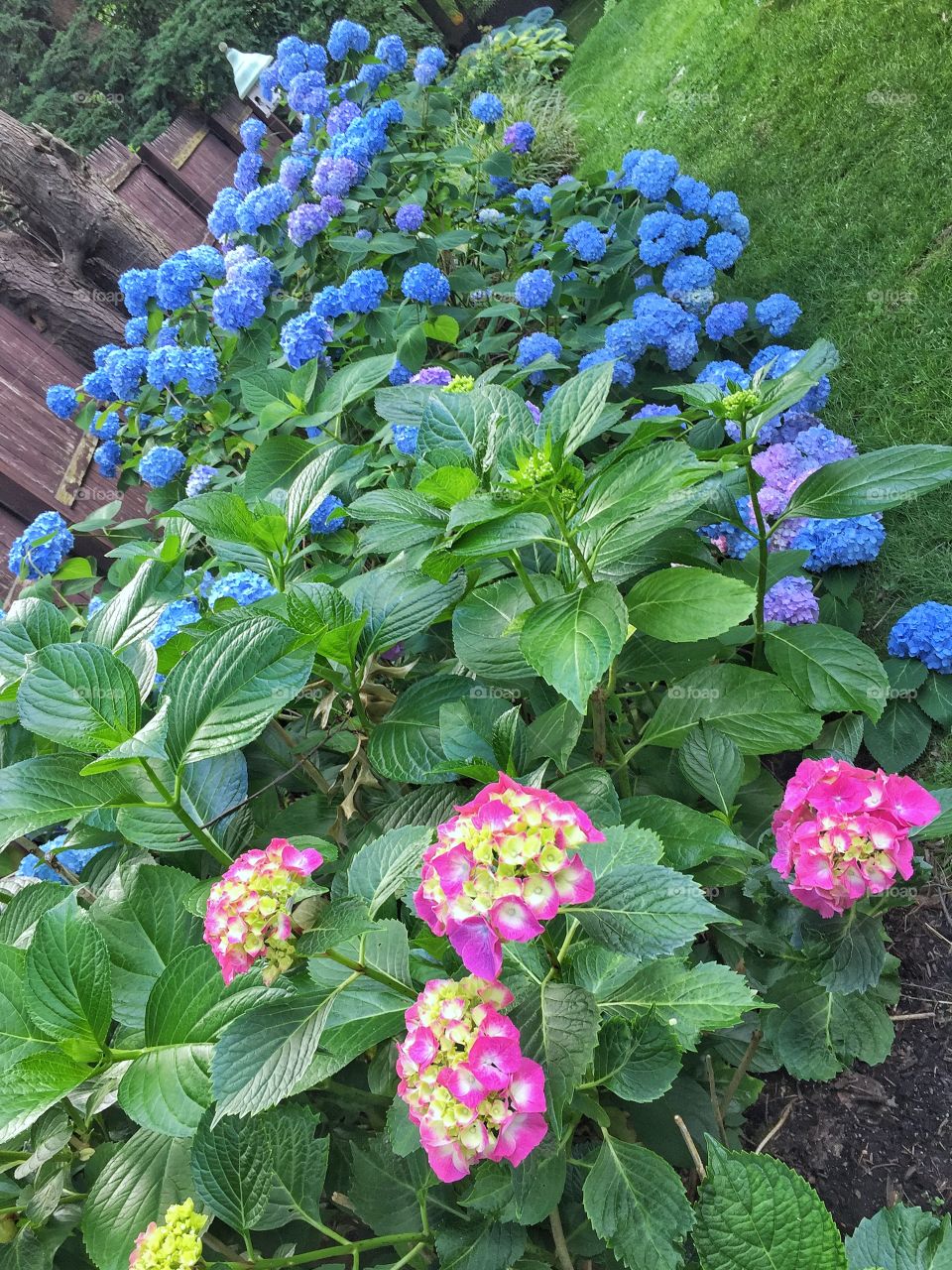 Hydrangea 