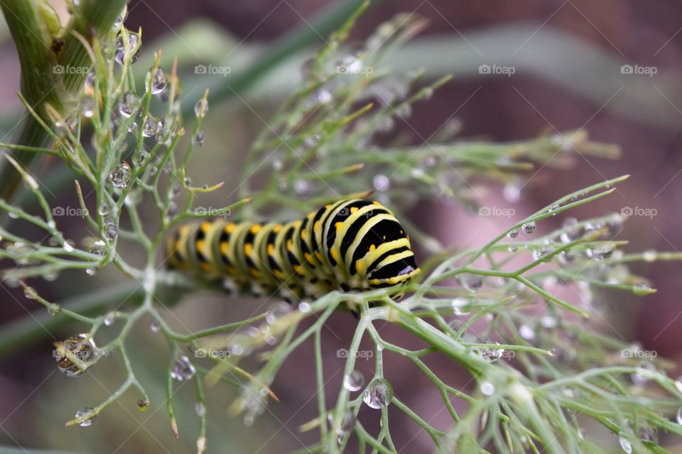 Black swallowtail caterpillar on a dill plant right after a rain.