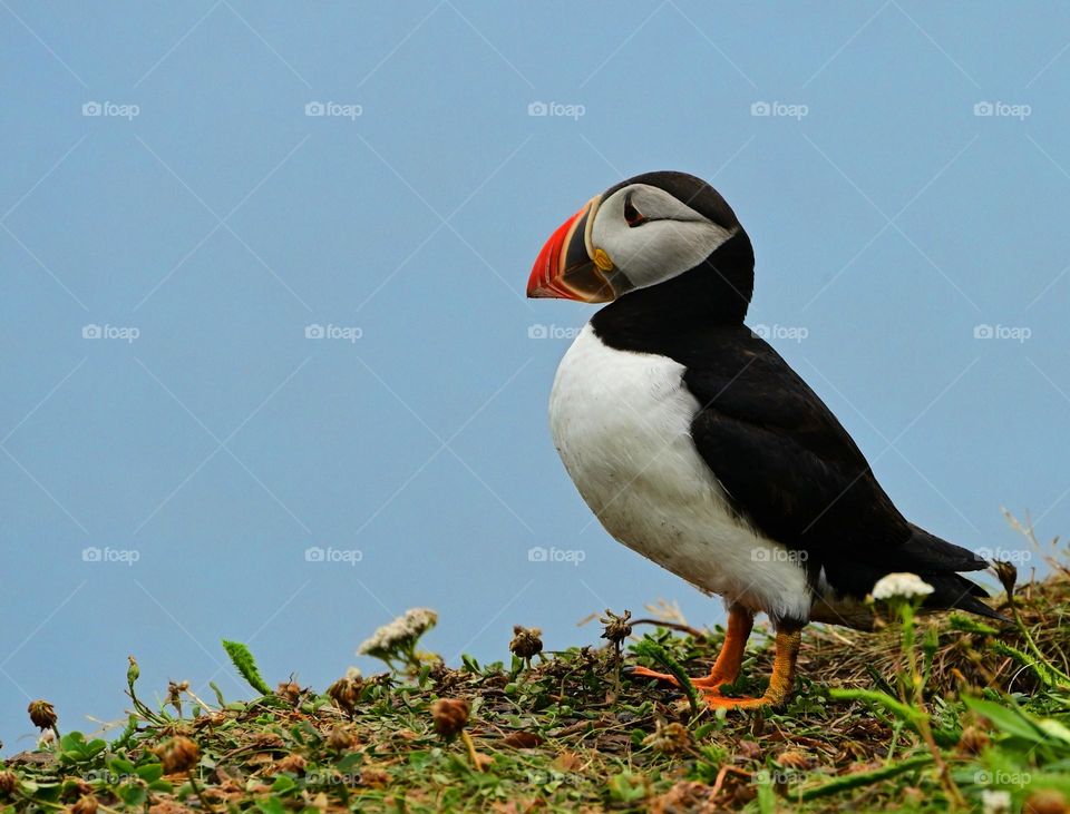 Adorable Atlantic puffin in Elliston Newfoundland