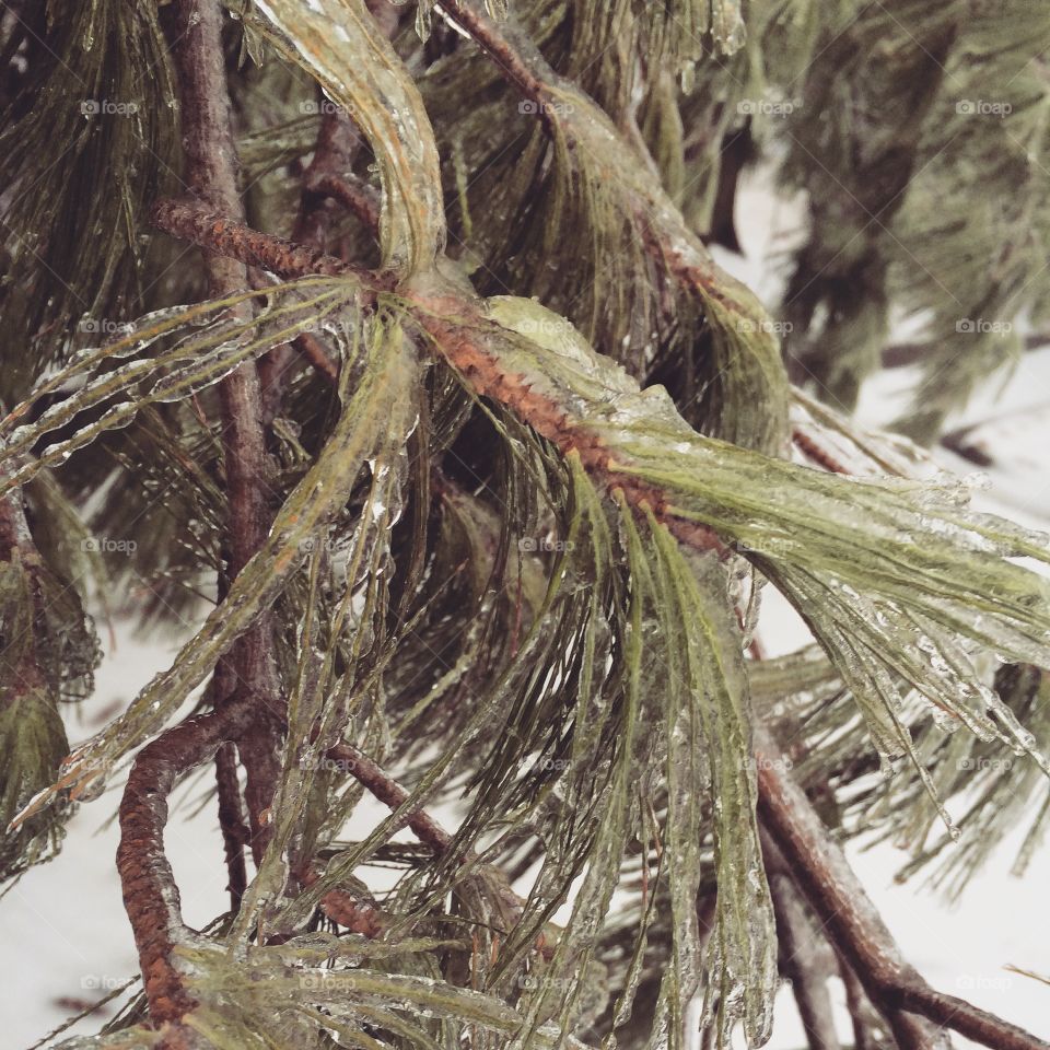 Icy needles. I took this during the Tennessee snowpacalypse of 2015.