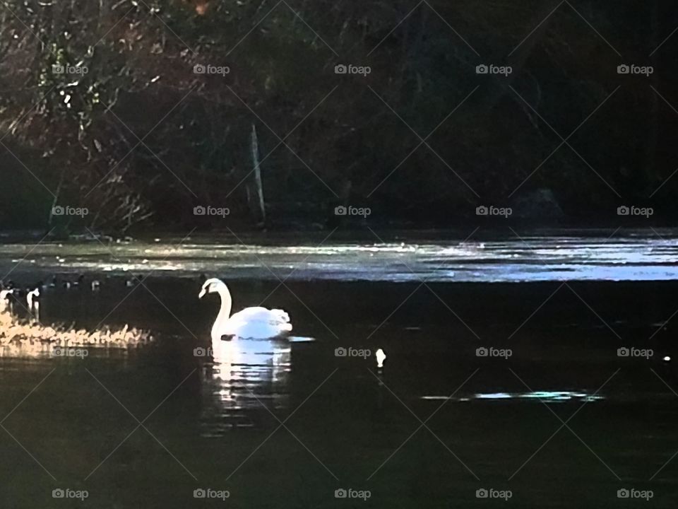 white swan in water viewed from a distance