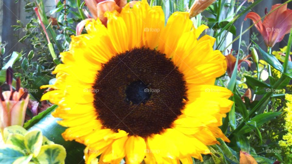 Flower of the sun