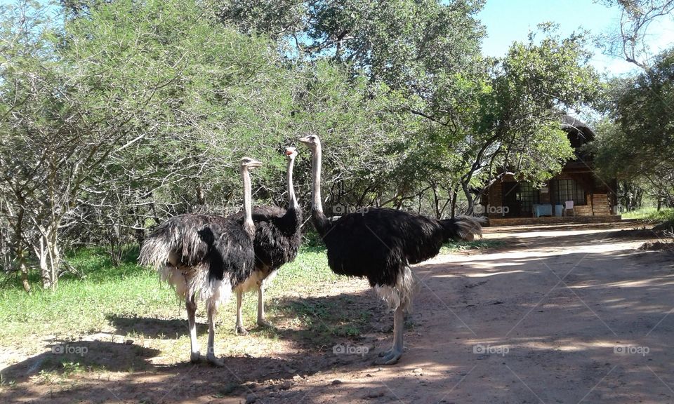 three ostriches