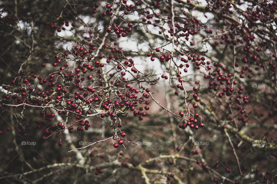 Wild berries