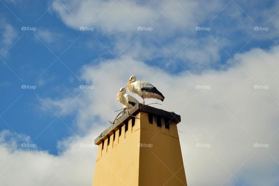 Storks