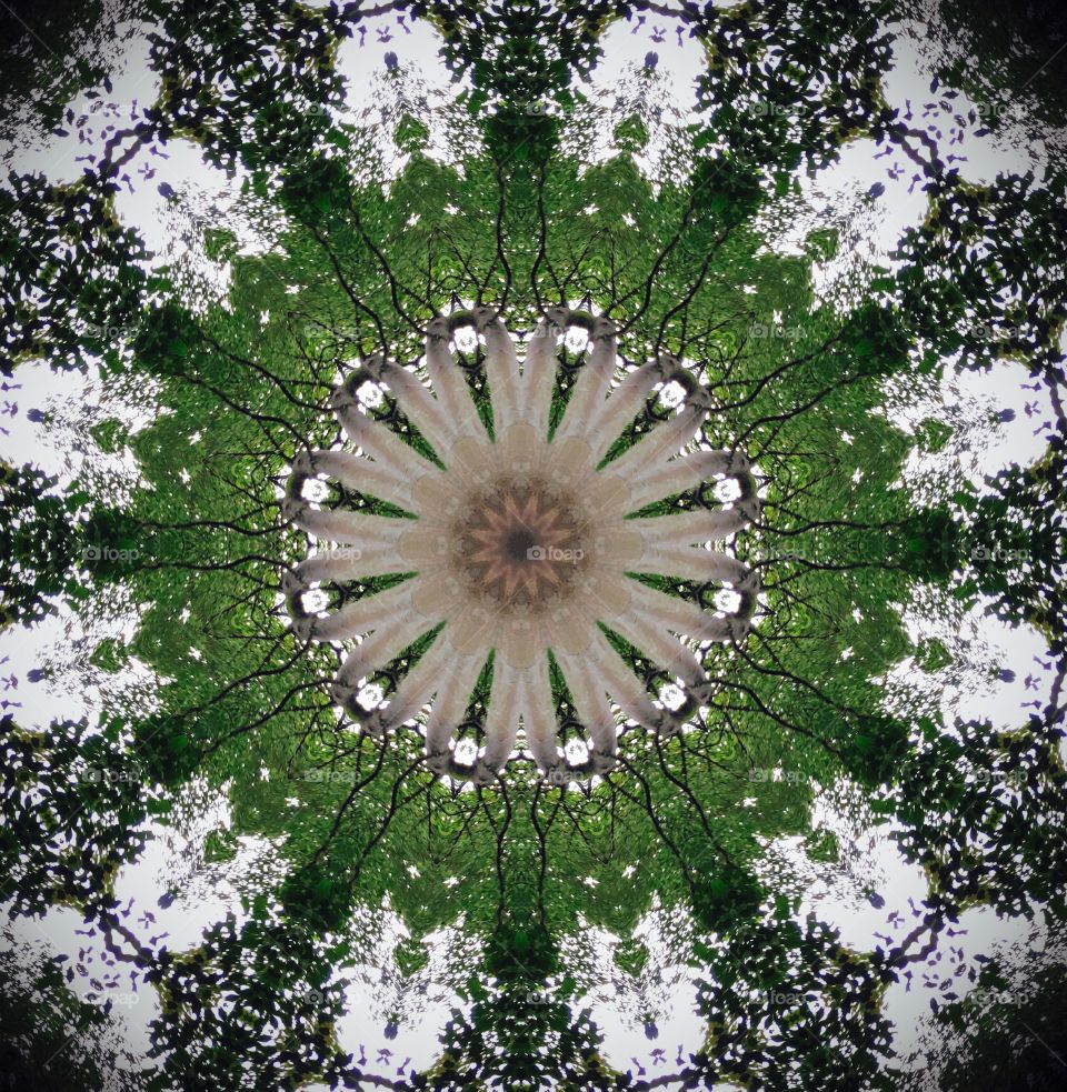 Low Angle Shoot of trees + Kaleidoscope effect 