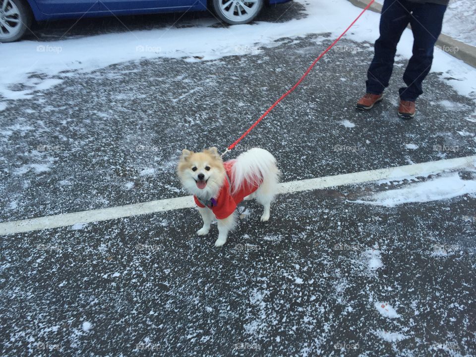 the prince of winter