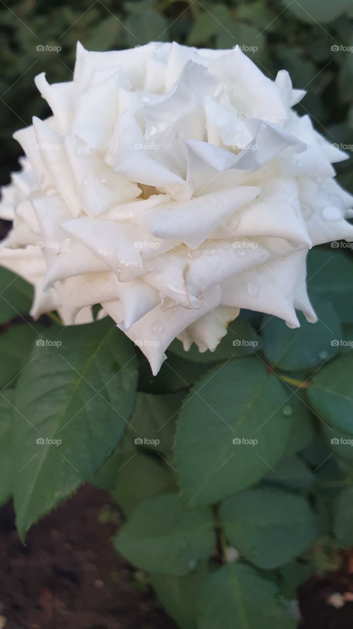white rose after the rain