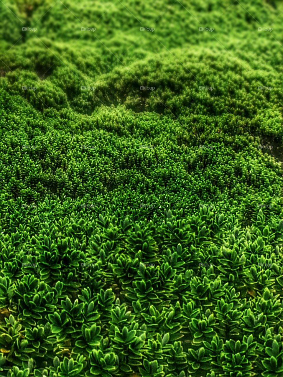 Full frame shot of green plant