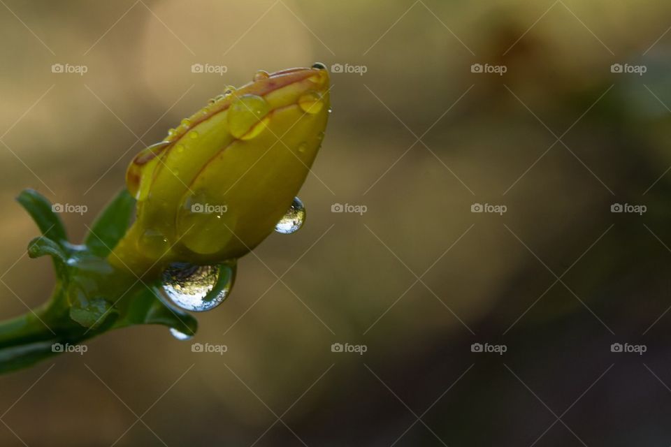 Flower Bud in the Rain