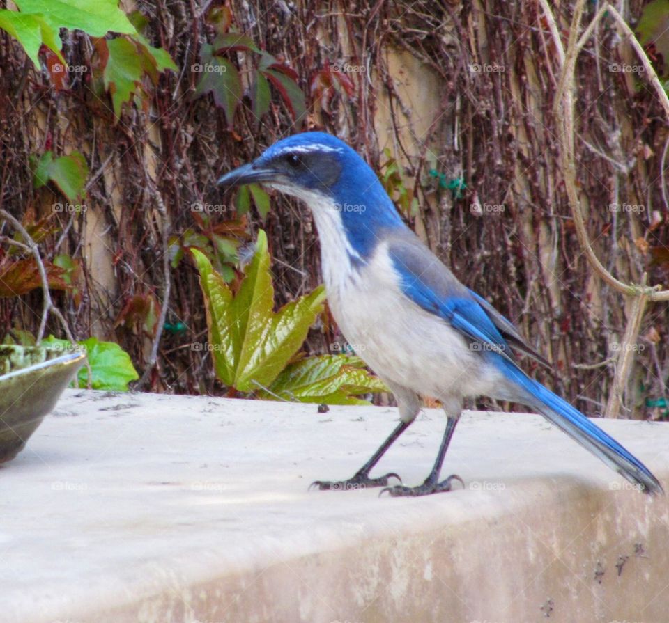 Bird-Scrub-Jay
