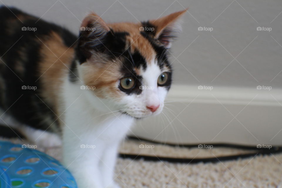 Calico kitten looking into the distance 