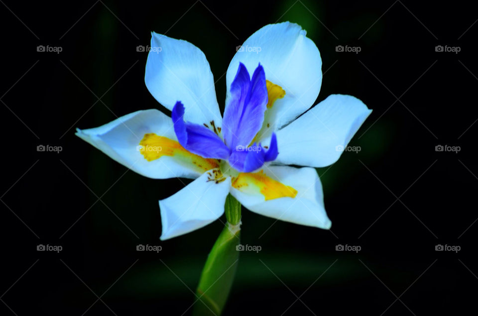 Spring flower in bloom