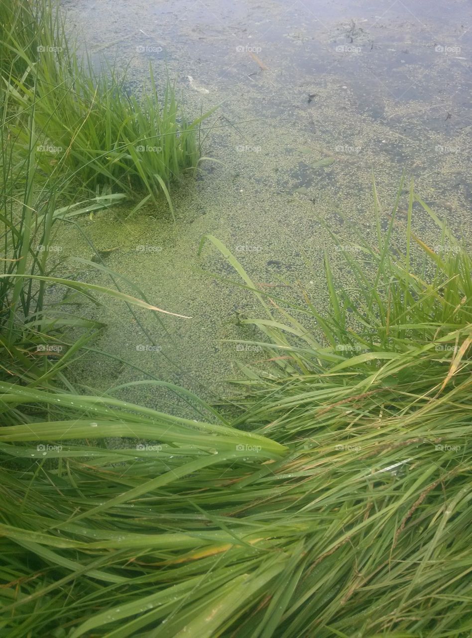 Algae on the lake. Altay.