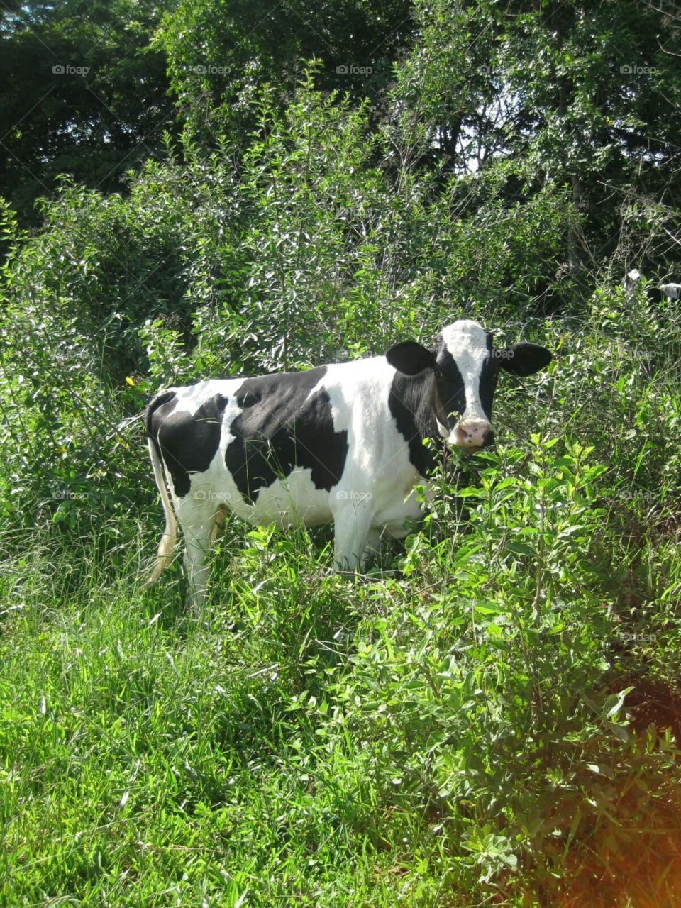 cow