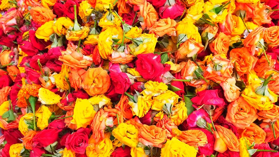 Grand look with mix of miniature Roses of different colors.