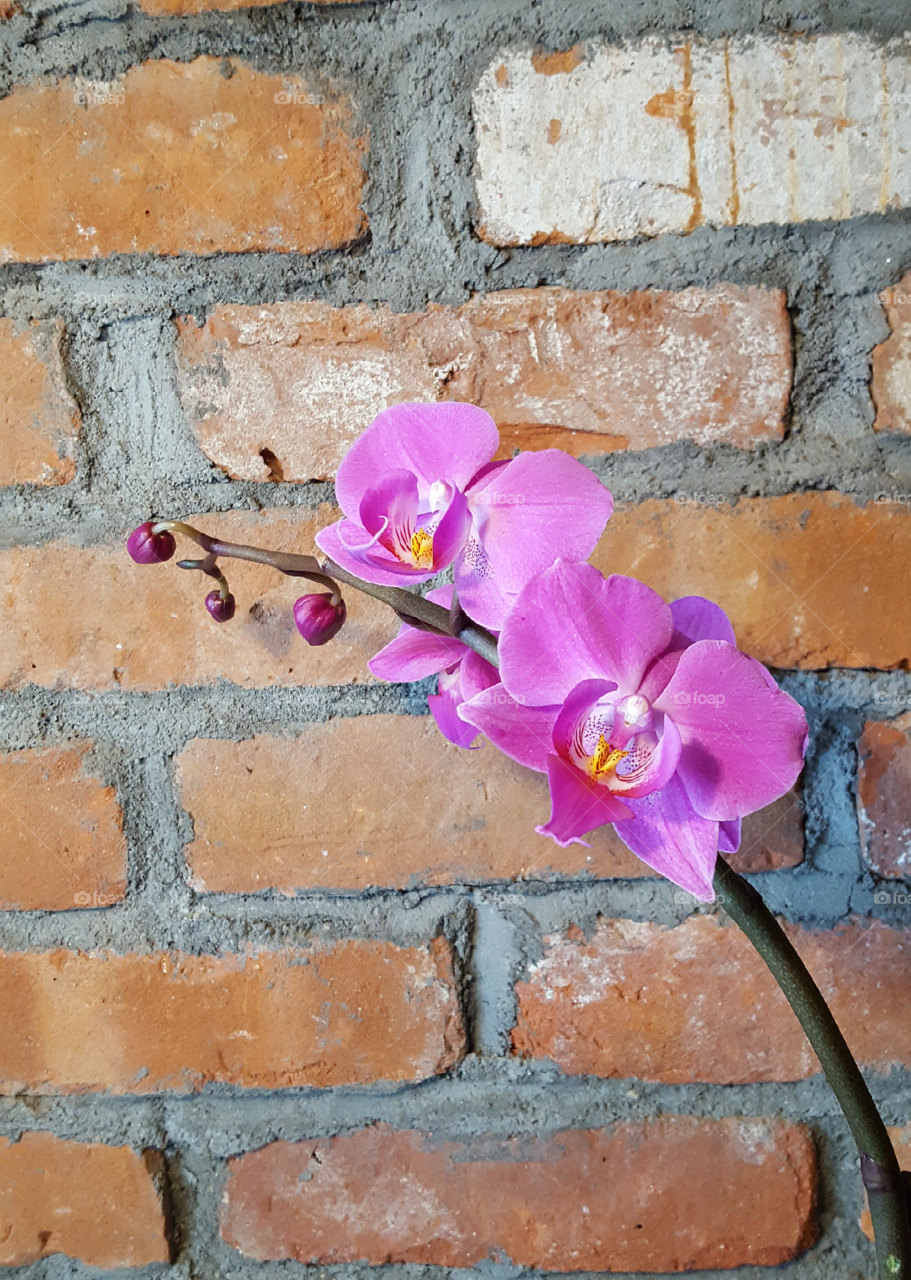 Orchid and Brick