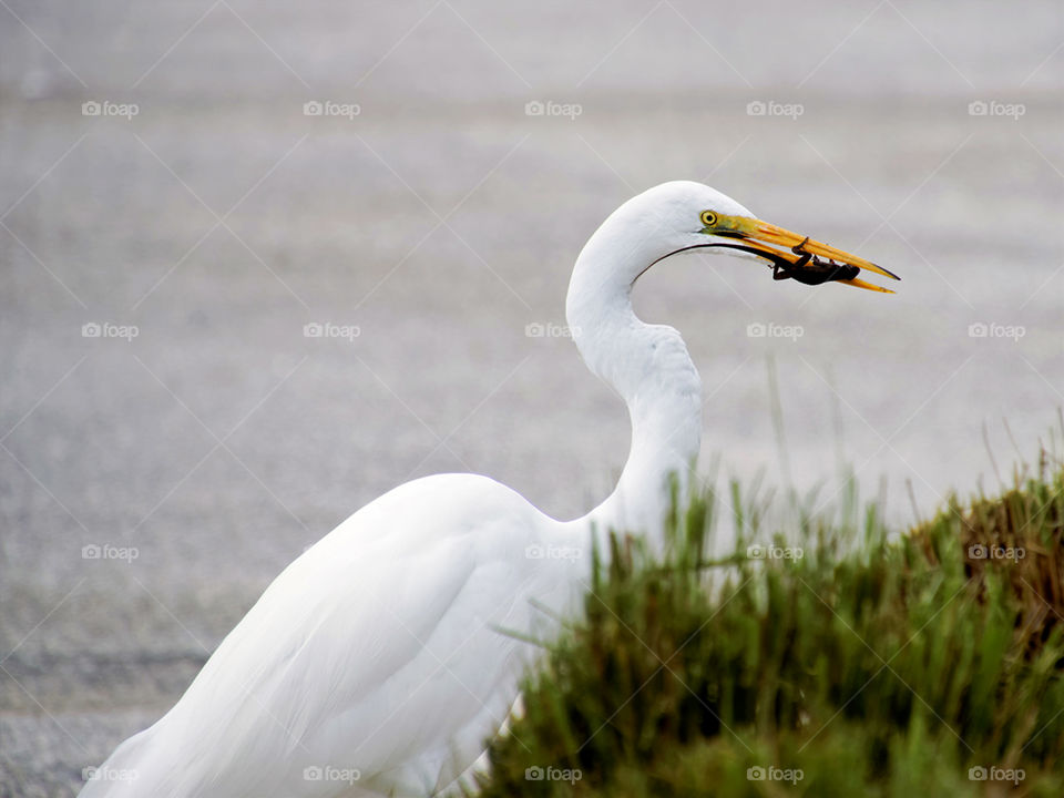 Food Chain. Great White Egret with captured lizard in beak