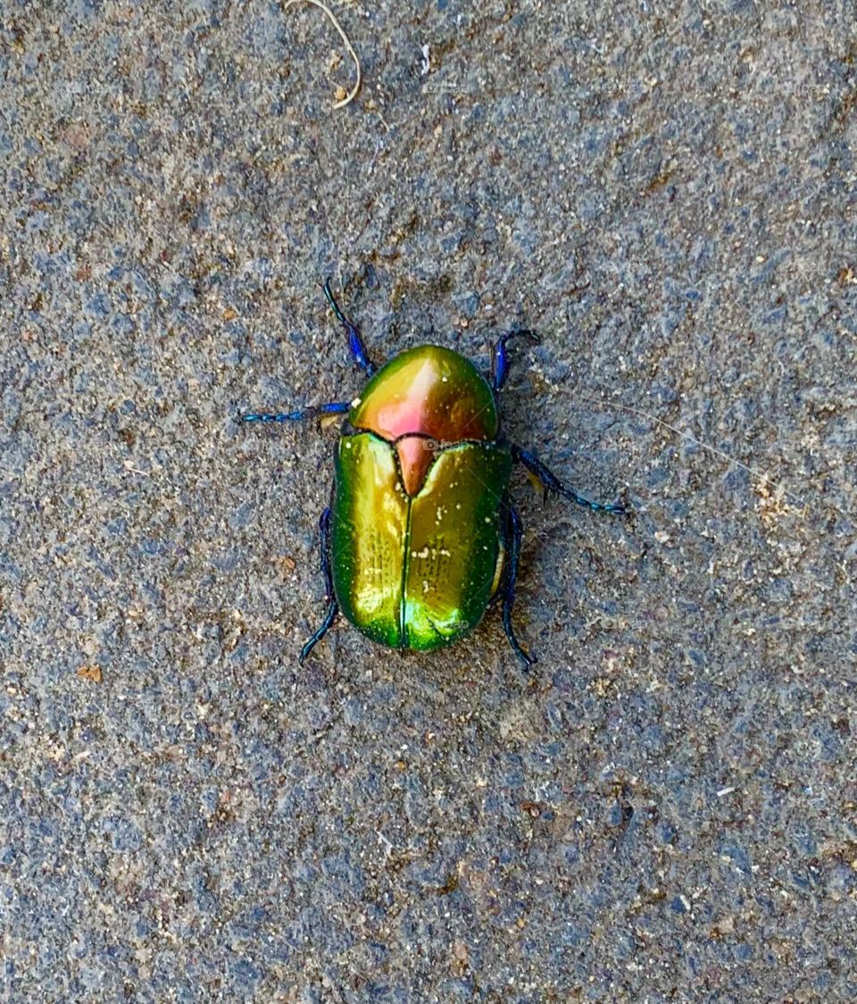 Green june beetle