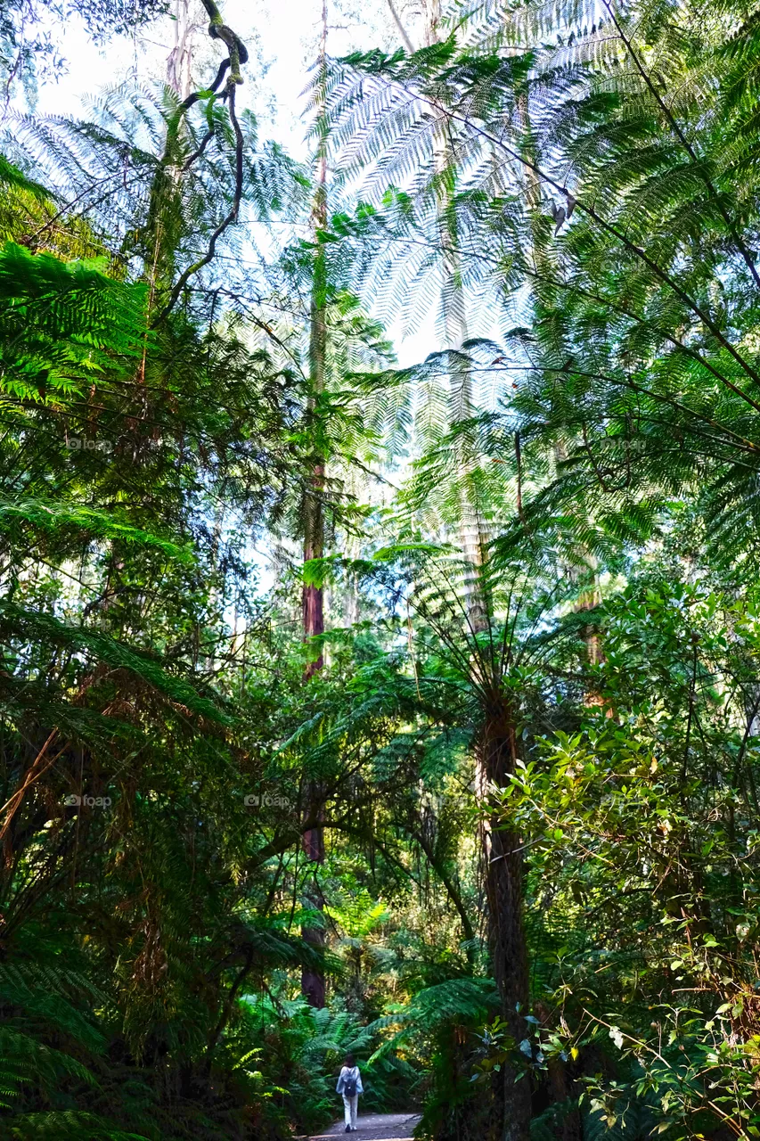Only by walking in the forest can you truly appreciate what a towering tree is