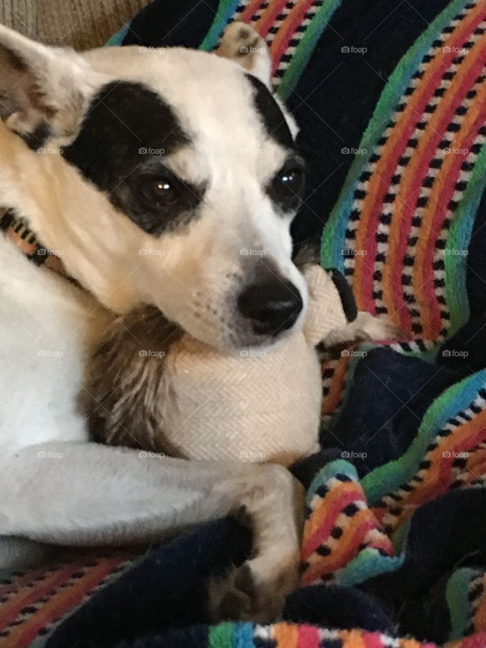 Rat terrier snuggles with his toy porcupine 