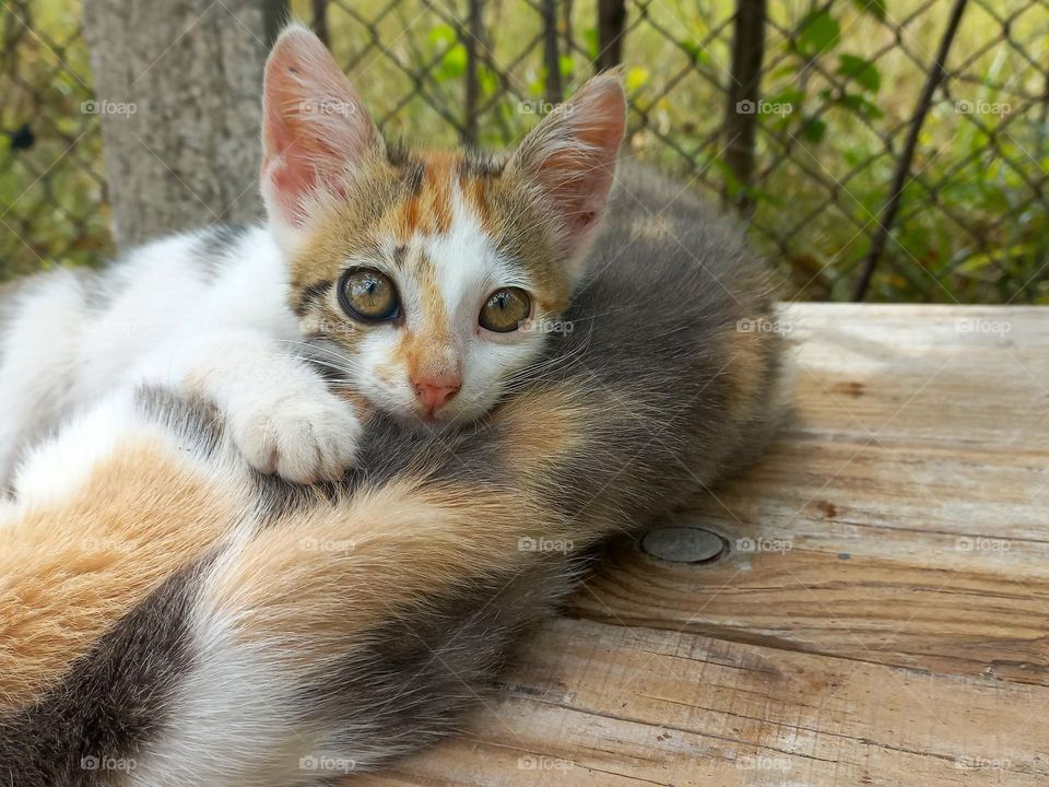 little kitten lies on mommy.