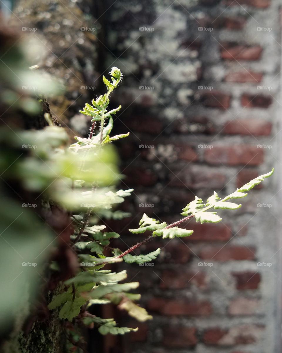 wild fern on brick wall