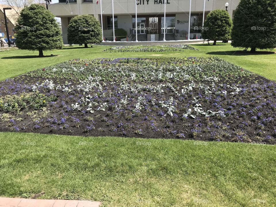 A big flowerbed.