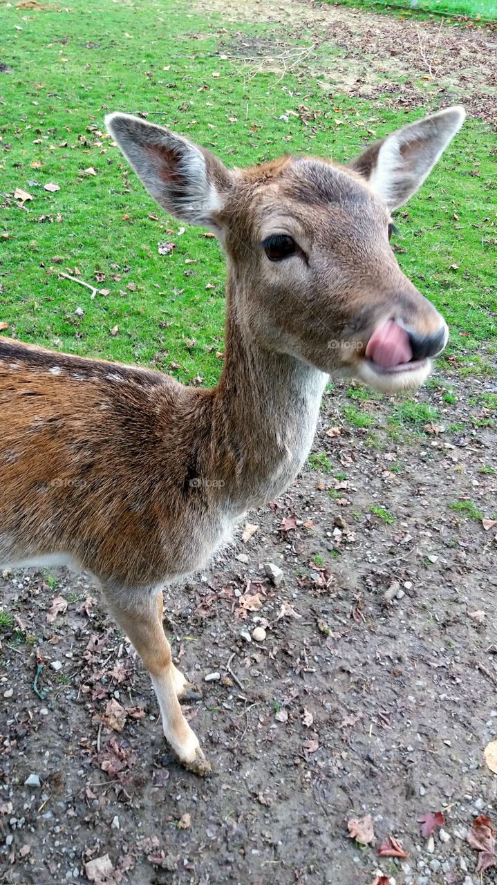 deer portrait