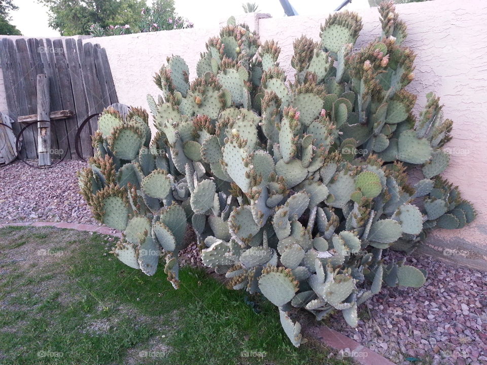 Cactus at home