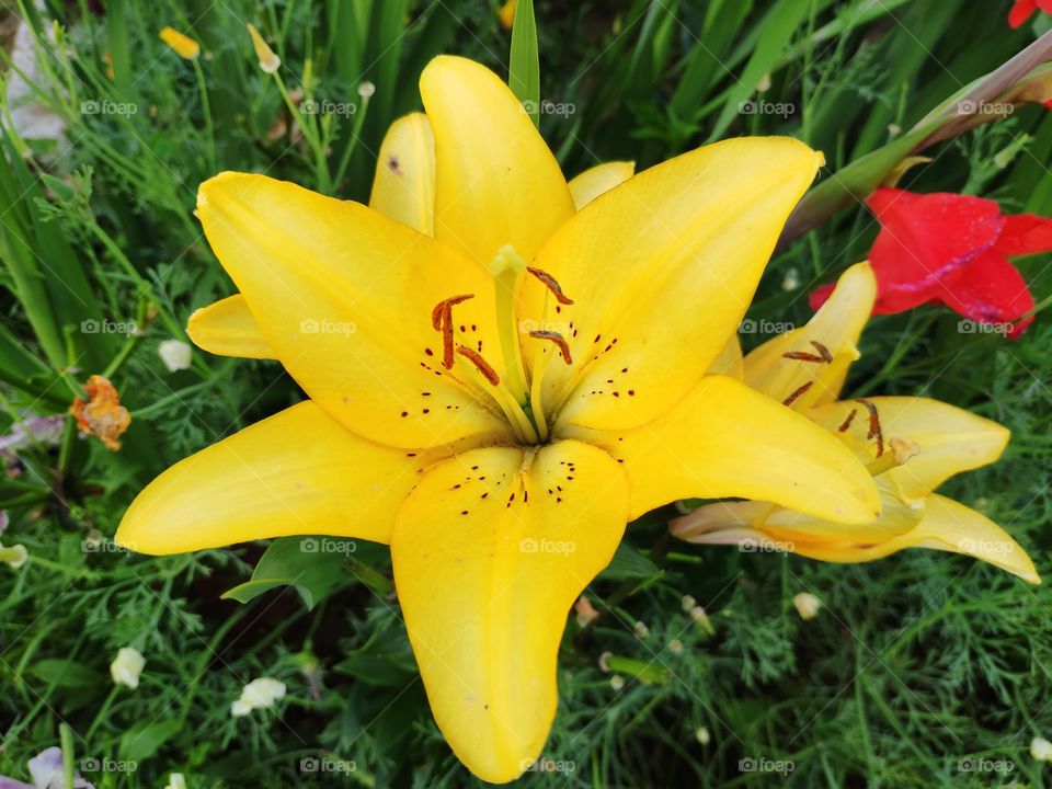 Beautiful large symmetrical yellow flower