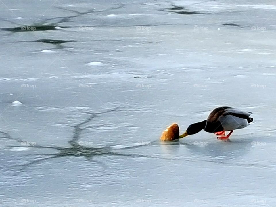 Duck in a frozen lake