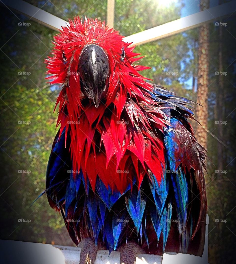 Funny parrot