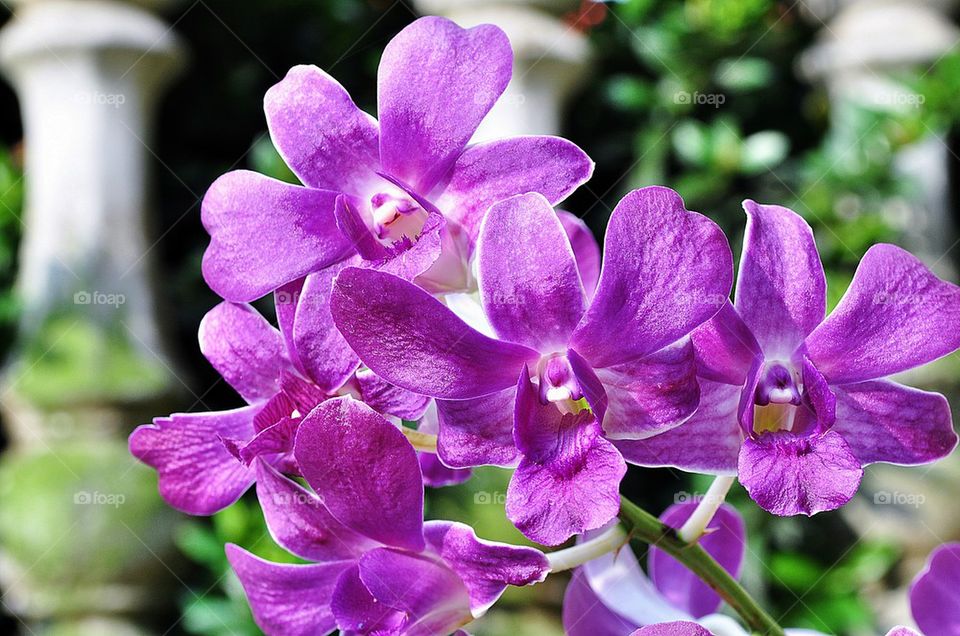 View of purple flowers
