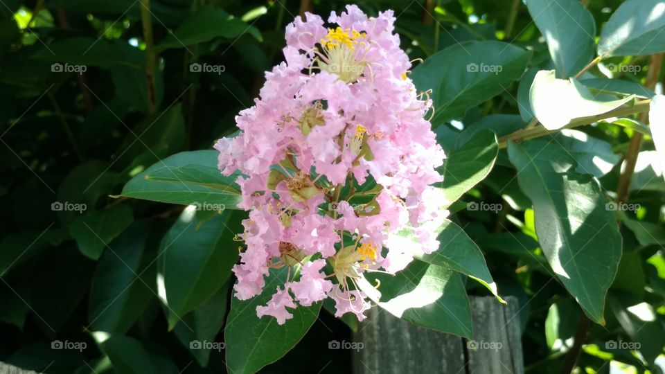 Flower, Leaf, Nature, No Person, Garden