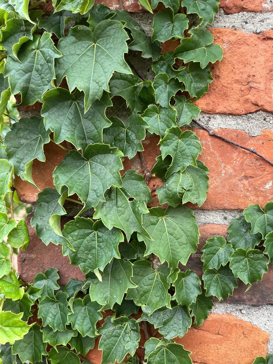 Deep Green Boston Ivy climbing up a red brick wall. 