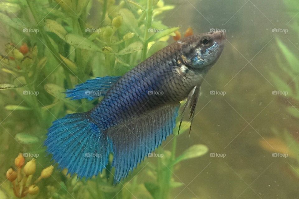 beta fish