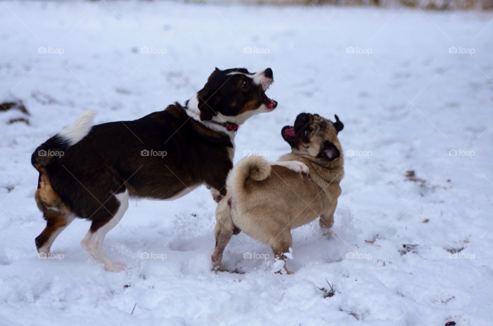 groß gerau snow play dog by jessyblue