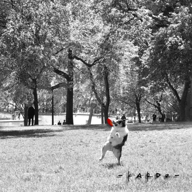 A dog playing fetch