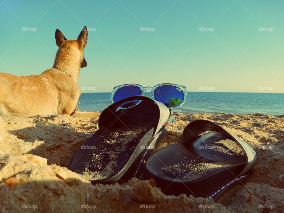 Belgian shepherd malinois dog and Sea