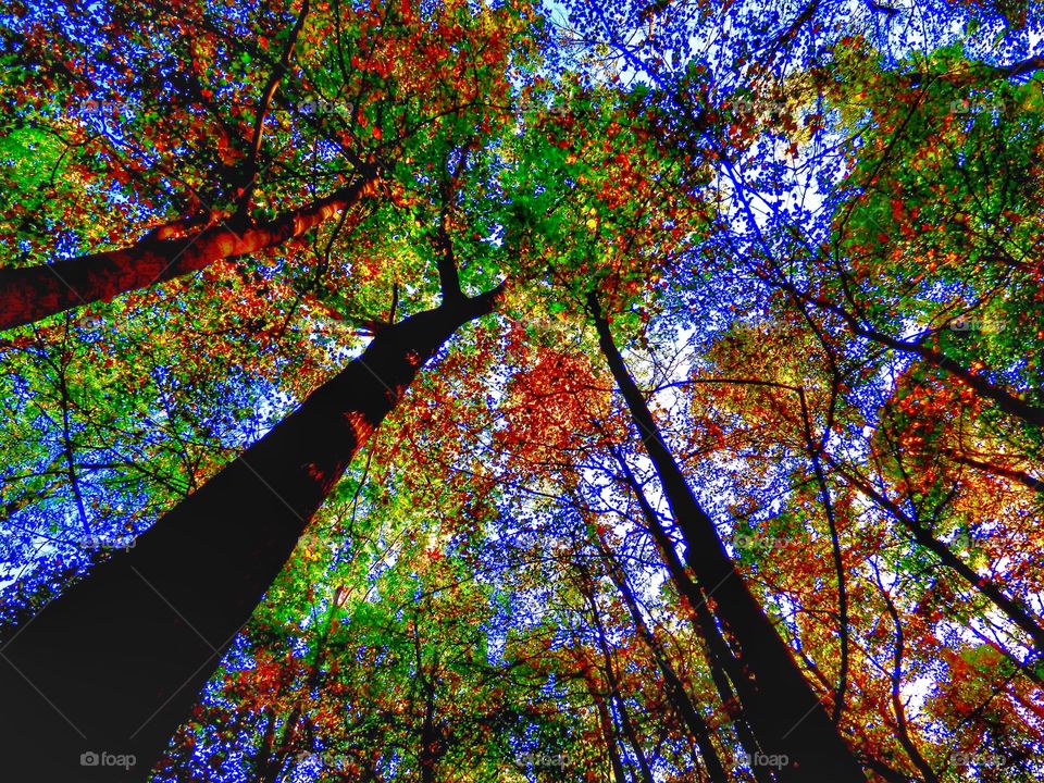 Look up in the fall trees. 