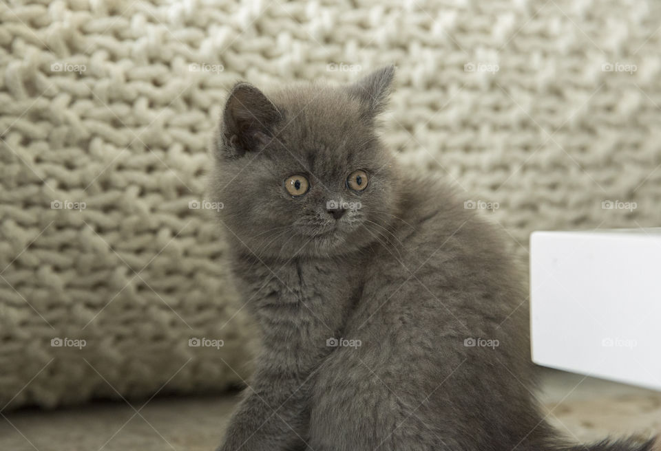 Little grey kitten on sofa