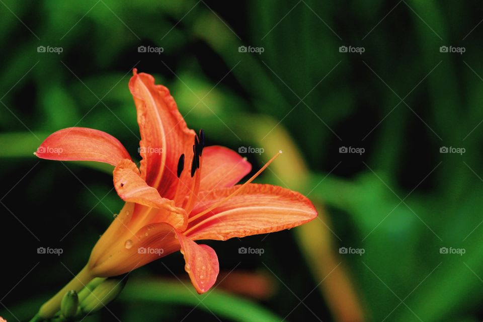 budding beautiful flower with dew drops....